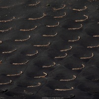 Vignoble en terre volcanique dans le sud de Lanzarote