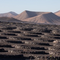 Vignoble en terre volcanique dans le sud de Lanzarote