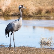 Grues cendrées