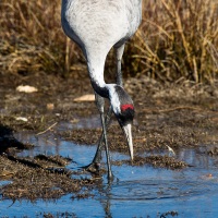 Grues cendrées