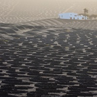 Vignoble en terre volcanique dans le sud de Lanzarote