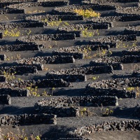 Vignoble en terre volcanique dans le sud de Lanzarote