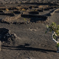 Vignoble en terre volcanique dans le sud de Lanzarote