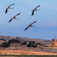 Grues cendrées