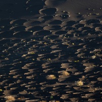 Vignoble en terre volcanique dans le sud de Lanzarote