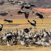 Grues cendrées