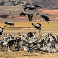 Grues cendrées