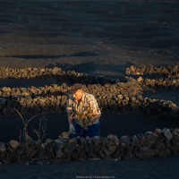 Vigneron au lever de soleil