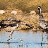 Grues cendrées