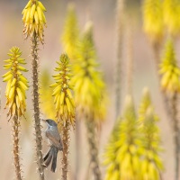 Fauvette à lunettes
