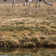 Grues cendrées