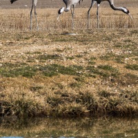 Grues cendrées