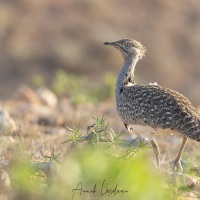 Outarde Houbara