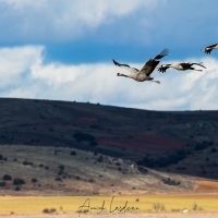 Grues cendrées