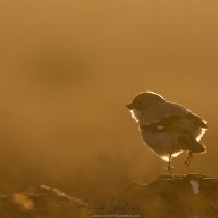 Pie grièche grise en làvitation