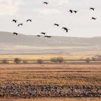 Grues cendrées