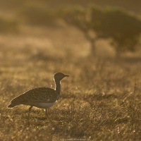 Outarde Houbara
