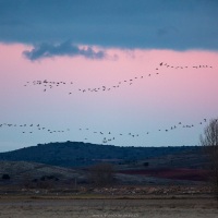 Grues cendrées