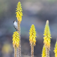 Fauvette mélanocéphale
