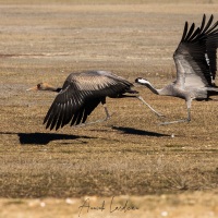 Grues cendrées