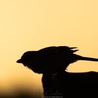 Pie grièche grise prête à l'envol