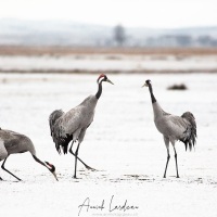 Grues cendrées