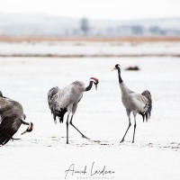 Grues cendrées