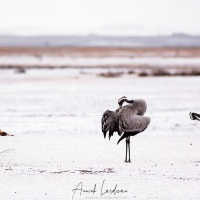 Grues cendrées