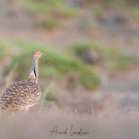 Outarde Houbara