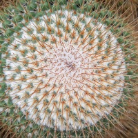 "Coussin de belle-mère"