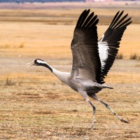 Grues cendrées