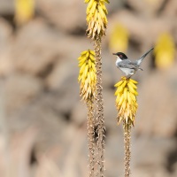 Fauvette mélanocéphale