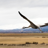 Grues cendrées