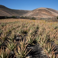Plantation d'aloe vera