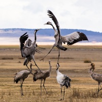 Grues cendrées