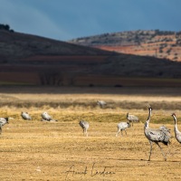 Grues cendrées