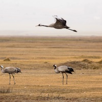 Grues cendrées