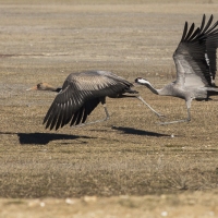 Grues cendrÃ©es