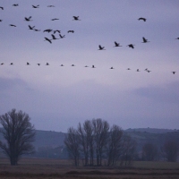 Grues cendrÃ©es