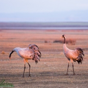 Grues cendrÃ©es