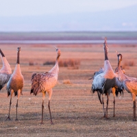 Grues cendrÃ©es