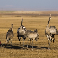 Grues cendrÃ©es