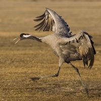 Grues cendrÃ©es