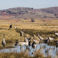 Grues cendrÃ©es