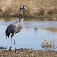 Grues cendrÃ©es