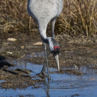 Grues cendrÃ©es