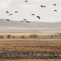 Grues cendrÃ©es