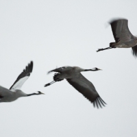 Grues cendrÃ©es