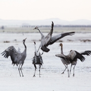 Grues cendrÃ©es