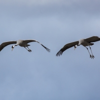 Grues cendrÃ©es